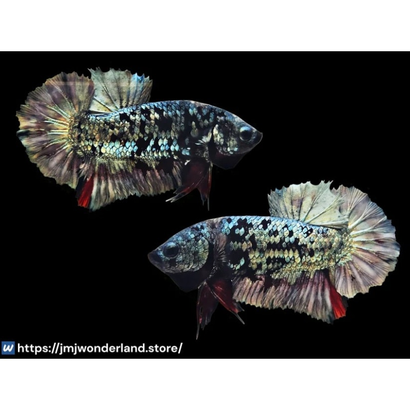 1x Live Grey Avatar Male BETTA - LIVE ARRIVAL GUARANTEE (WYSIWYG)