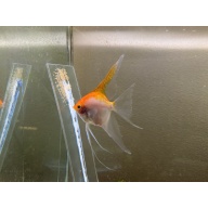 Proven Veiltail Sunset Angelfish Pair, 1st spawn