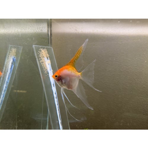 Proven Veiltail Sunset Angelfish Pair, 1st spawn