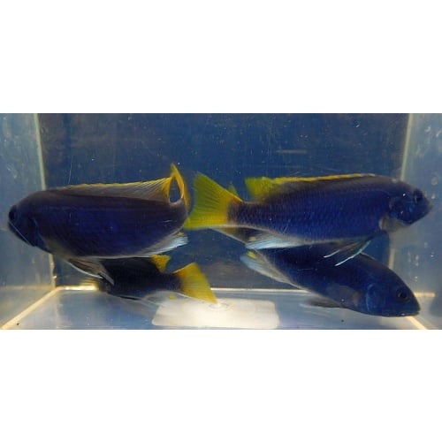 4 acei cichlids