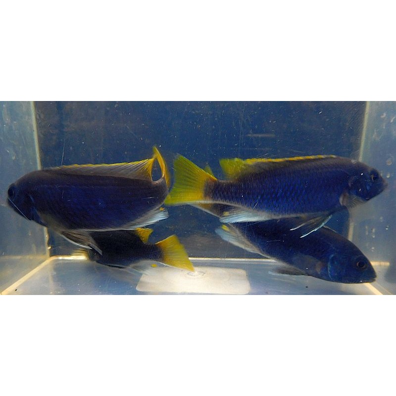 4 acei cichlids