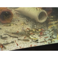 Longfin Green Dragon Bristlenose Plecos
