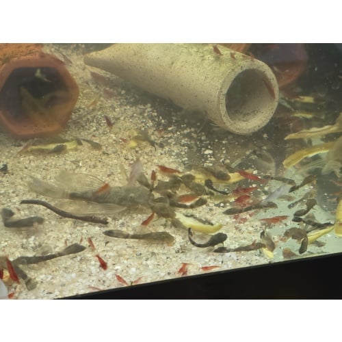 Longfin Green Dragon Bristlenose Plecos