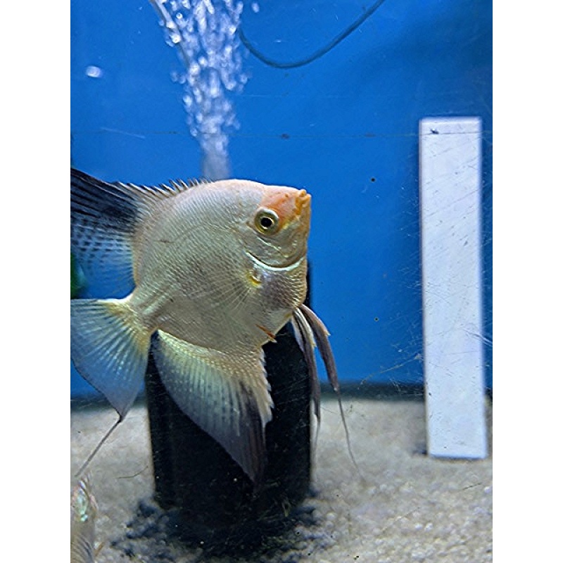 Bulgarian Green Seal Point Angelfish (4) no reserve