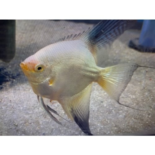 Bulgarian Green Seal Point Angelfish (4) no reserve