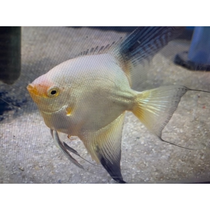 4 Bulgarian Green Seal Point Angelfish $1 auction