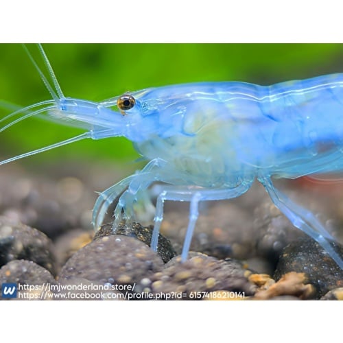 10+1 Blue Jelly Neocaridina Dwarf Shrimp - FAST SHIPPING