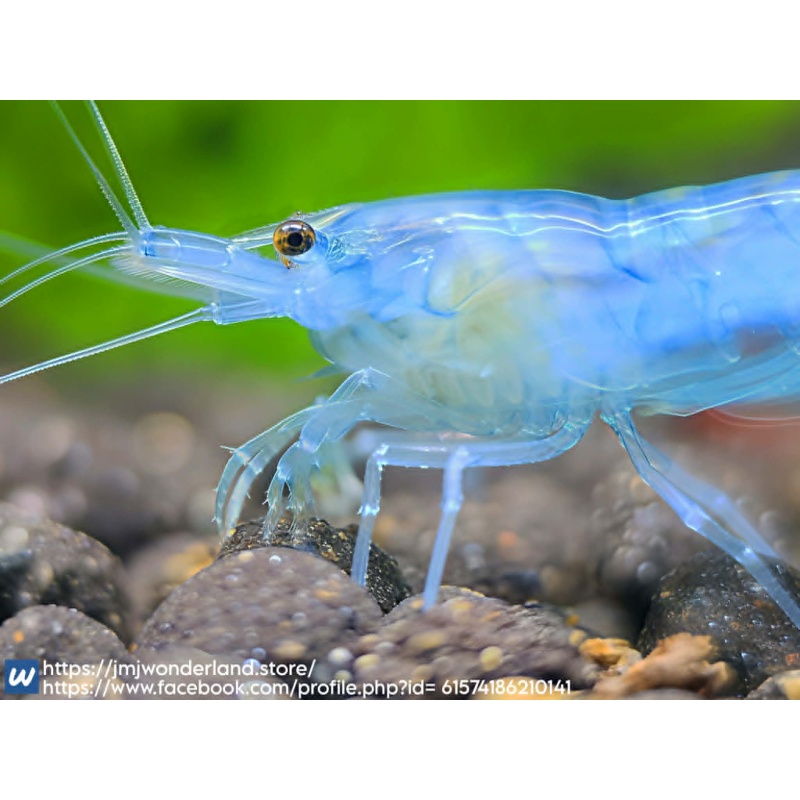 10+1 Blue Jelly Neocaridina Dwarf Shrimp - FAST SHIPPING