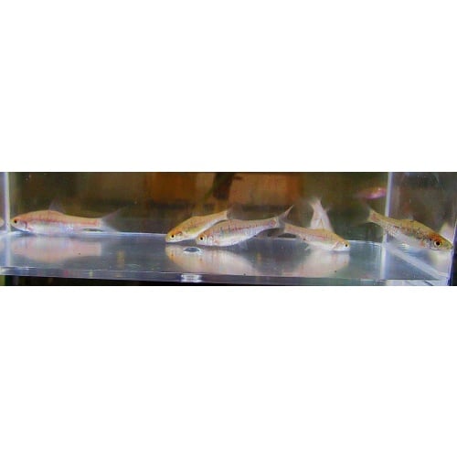 4 african banded barbs