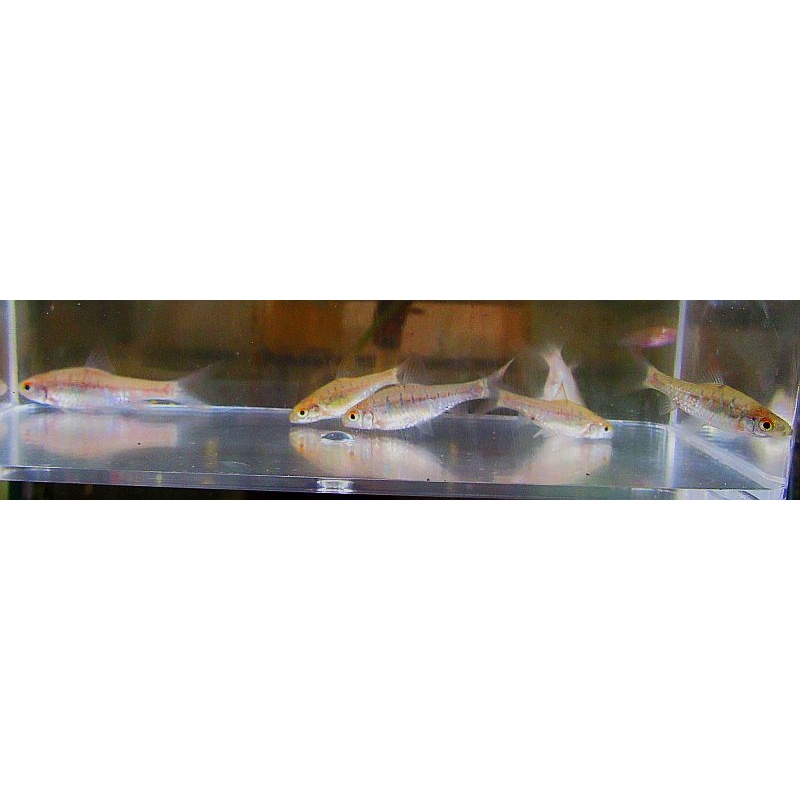 4 african banded barbs