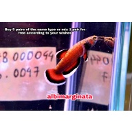 protect from extinction wild betta albimarginata pair