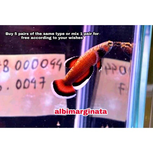 protect from extinction wild betta albimarginata pair