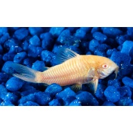 6 Albino Cories