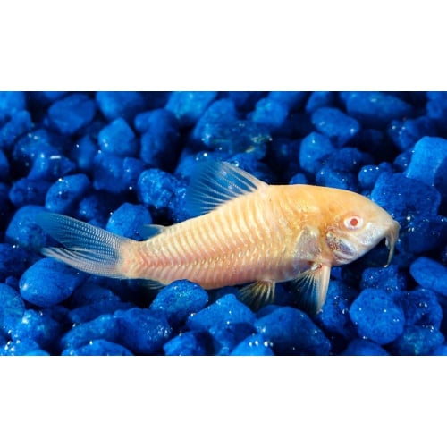 6 Albino Cories