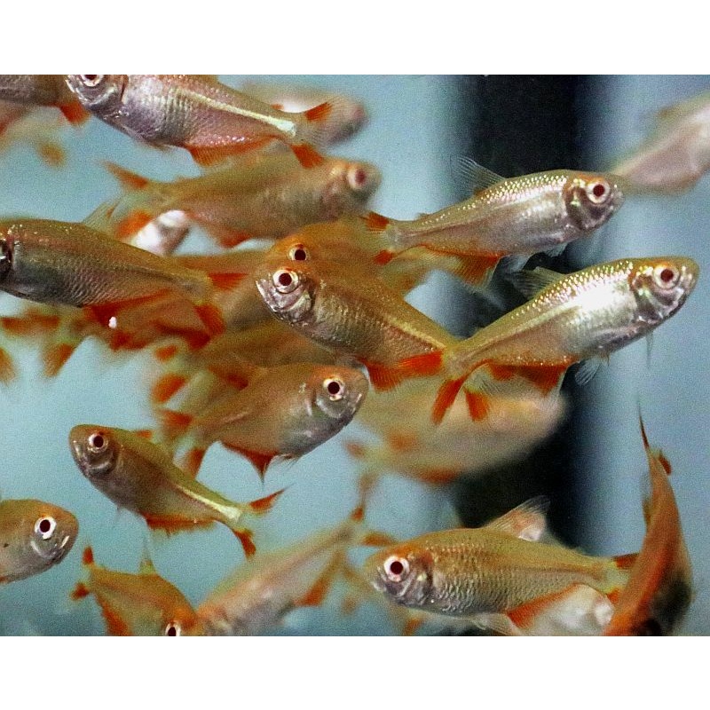 6   albino buenos aires tetras