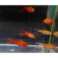 4 pair albino cherry barbs
