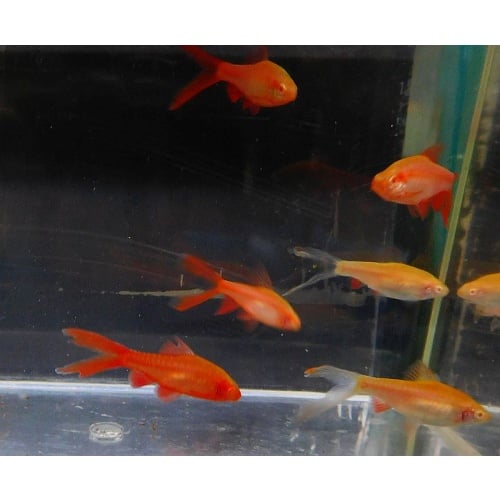 4 pair albino cherry barbs