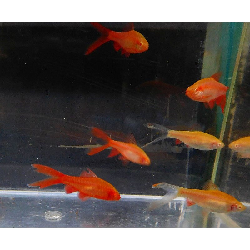 4 pair albino cherry barbs