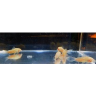6 albino corys