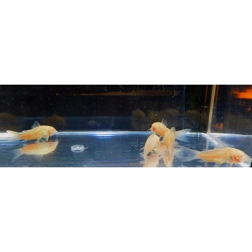 6 albino corys