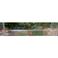 12 albino glow lite tetras
