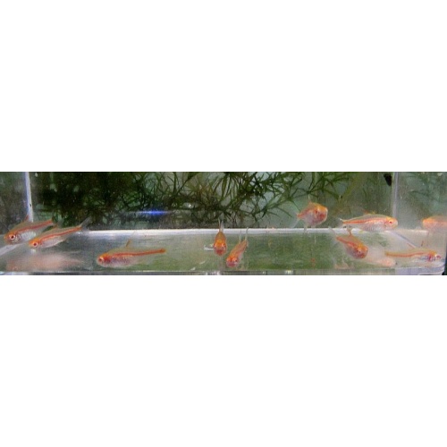 12 albino glow lite tetras