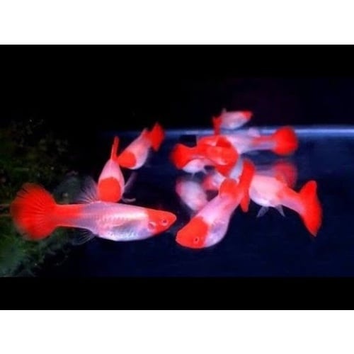 2 pair albino koi guppies