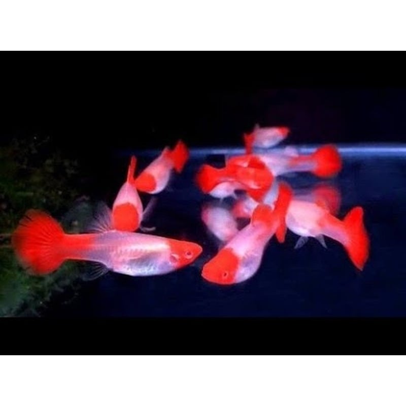 2 pair albino koi guppies