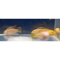Young breeding pair Albino Kribensis