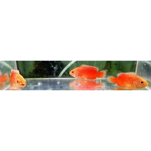 3 albino red oscars
