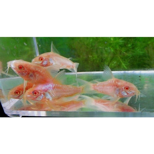 5 tank raised albino paleatus corys