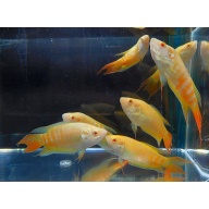 group of 4 albino paradise