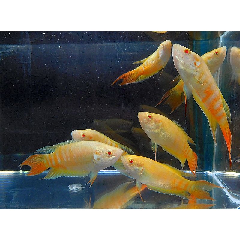 group of 4 albino paradise