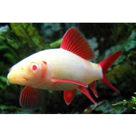 5 albino rainbow sharks