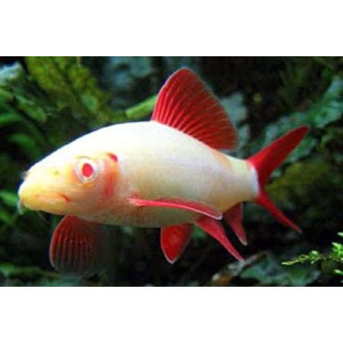 5 albino rainbow sharks