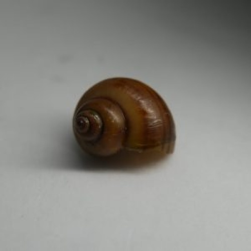20 albino mystery snails