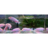 8 albino socolofi