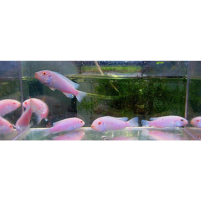 8 albino socolofi