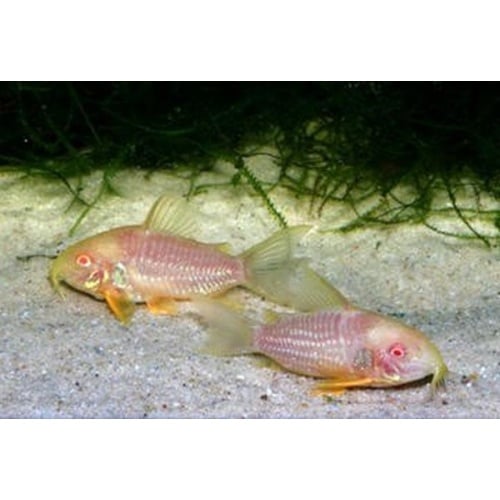 4 tank raised albino sterbai corys