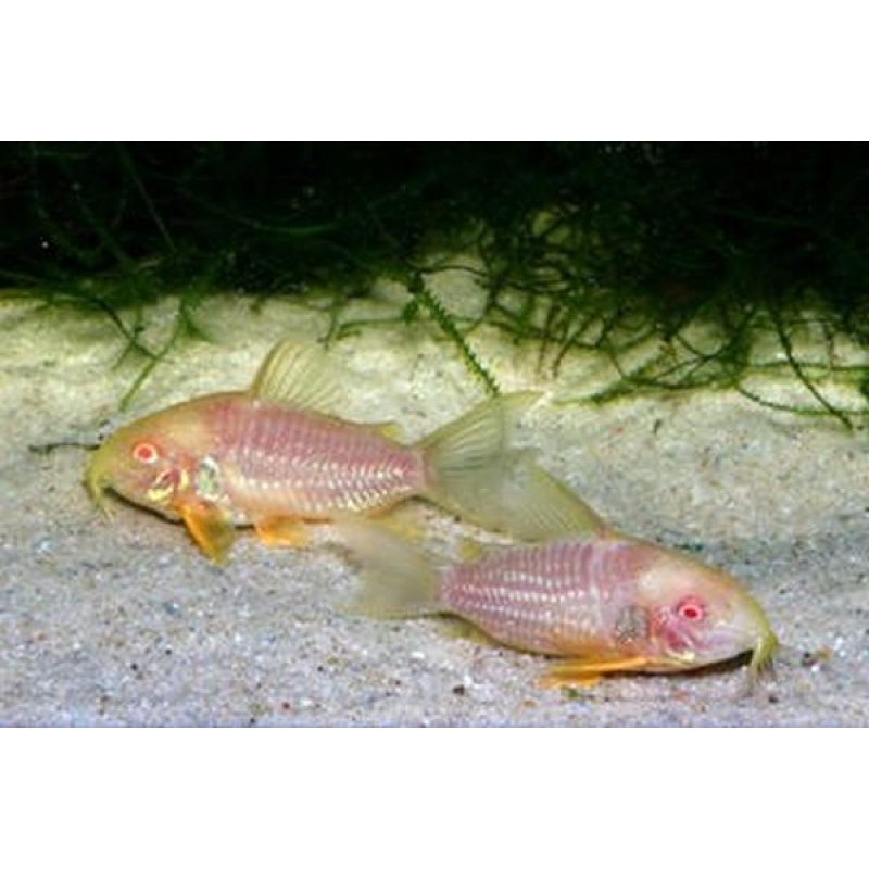 4 tank raised albino sterbai corys