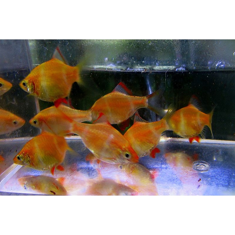 8 medium albino tiger barbs