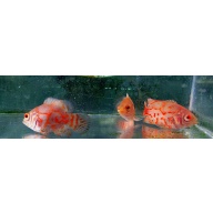 3 albino tiger  oscars