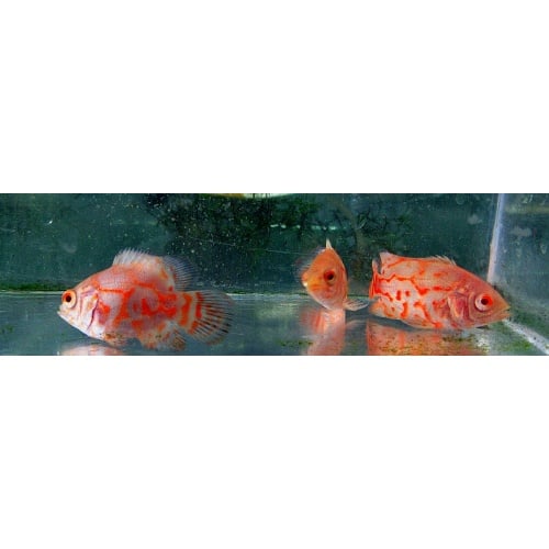 3 albino tiger oscars