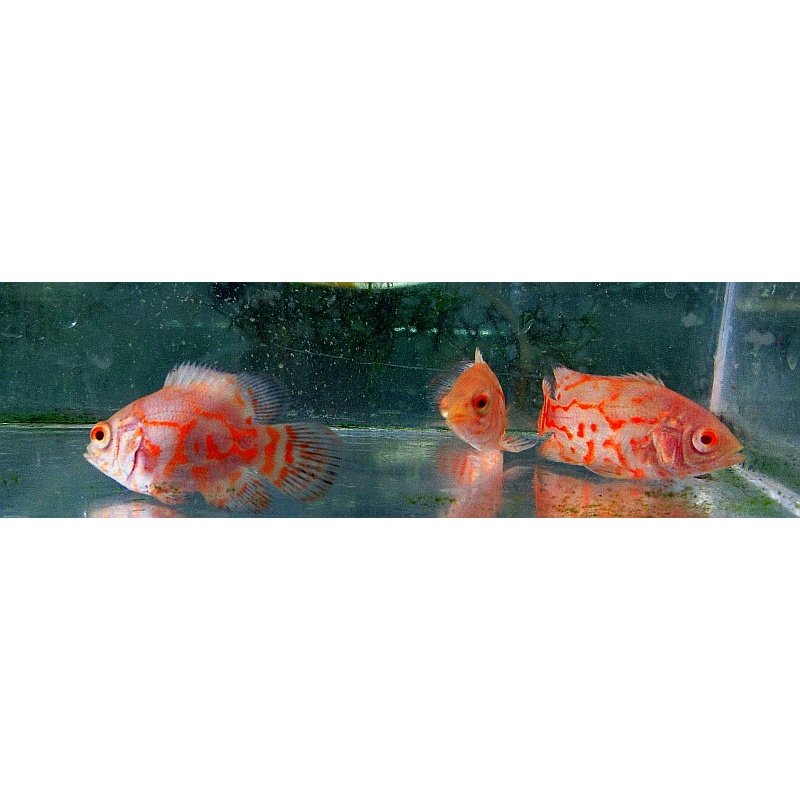 3 albino tiger oscars