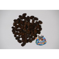 Alder Cones