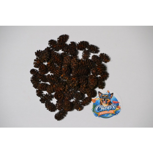Alder Cones