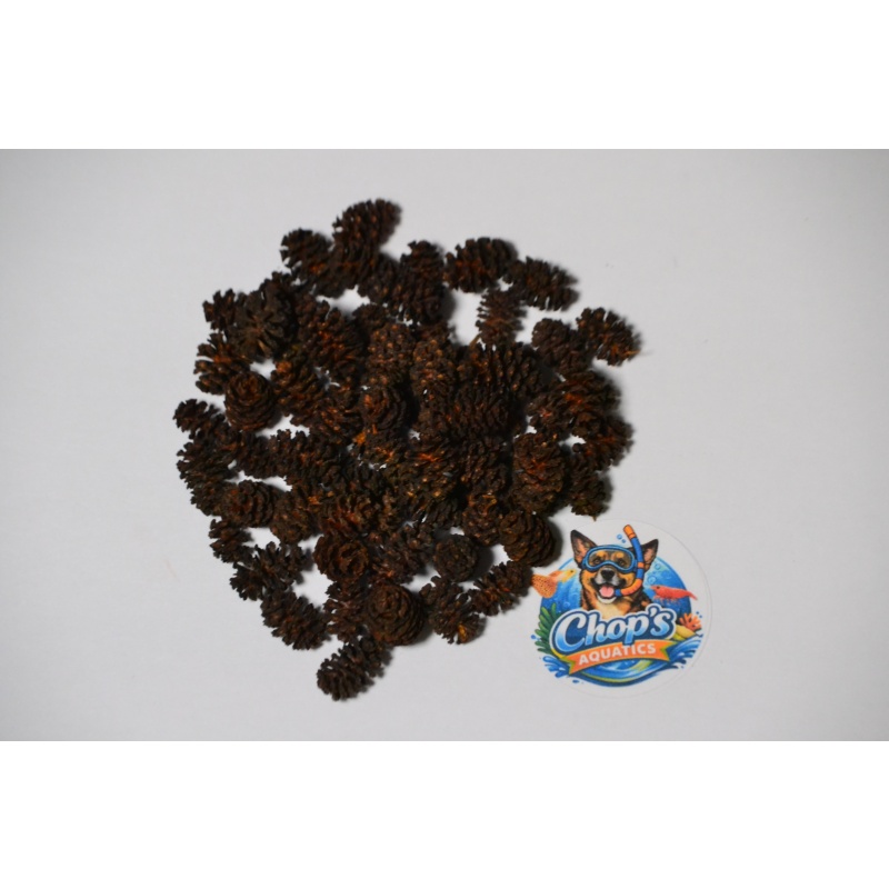 Alder Cones