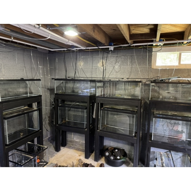 Fish Room Downsize! Tanks, stands, heaters, lights.