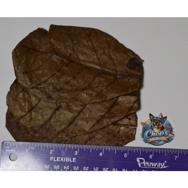 Indian Almond Leaves | 25 Count | Shrimp & Blackwater Botanicals | Ship Included | Chop's Aquatics