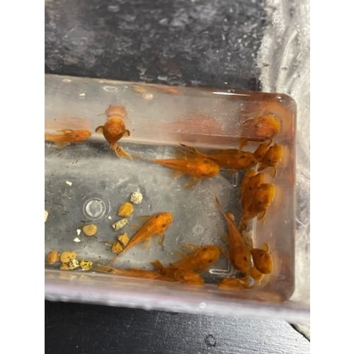 6 Super Red Plecos German Strain Short fin